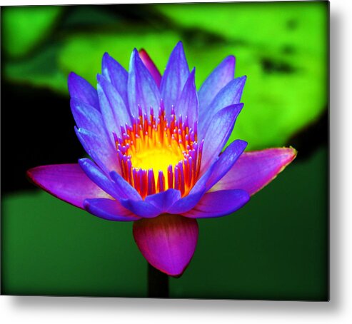 Flower Metal Print featuring the photograph The Glowing by Susie Weaver