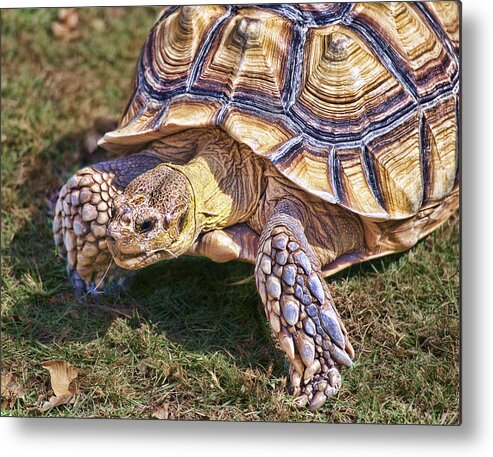 Tortoise Metal Print featuring the photograph The Spurred Tortoise by Diana Cox
