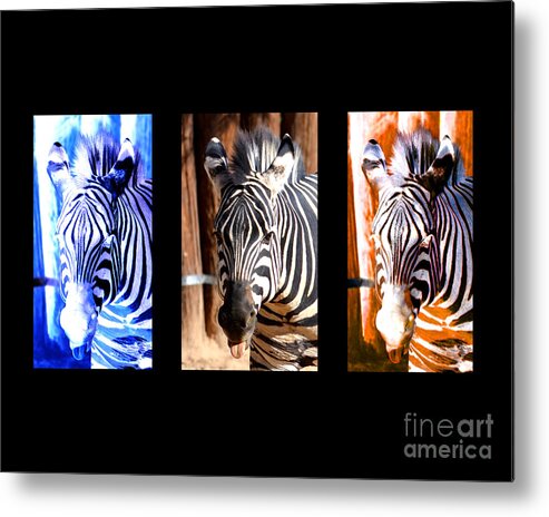 Zebra Metal Print featuring the photograph The Three Zebras black borders by Rebecca Margraf
