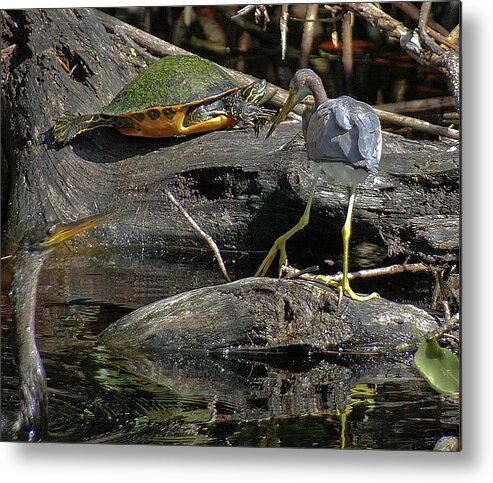 Turtle Metal Print featuring the photograph Three's Company by Geraldine Alexander