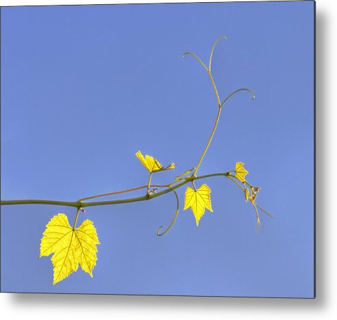 Grape Vine Metal Print featuring the photograph Translucent by Yelena Rozov