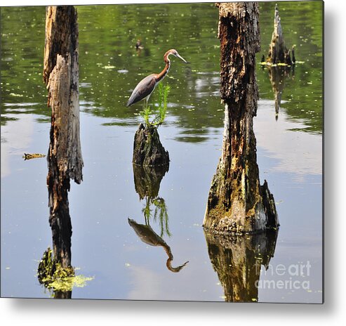 Heron Metal Print featuring the photograph Tricolored Reflection by Al Powell Photography USA