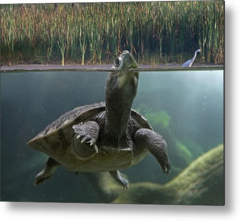 00486936 Metal Print featuring the photograph Turtle Breathing At Surface Jurong Bird by Tim Fitzharris