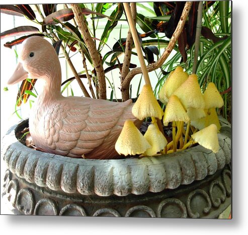 Golden Mushrooms Metal Print featuring the photograph Volunteer Golden Mushrooms golden Mushrooms in Planter by Jeanne Juhos