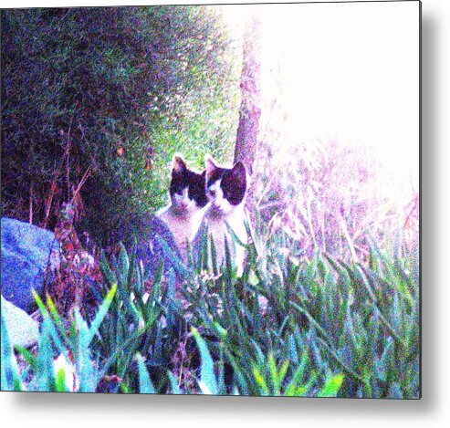 Kittens Romantic Metal Print featuring the photograph Waiting for Mom Cyprus by Anita Dale Livaditis