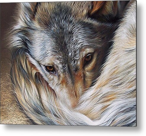 Wolf Metal Print featuring the drawing Watchful Rest -close-up detail by Elena Kolotusha