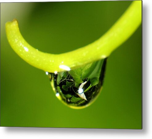 Nature Metal Print featuring the photograph Water Droplet on Grapevine by Robert Morin