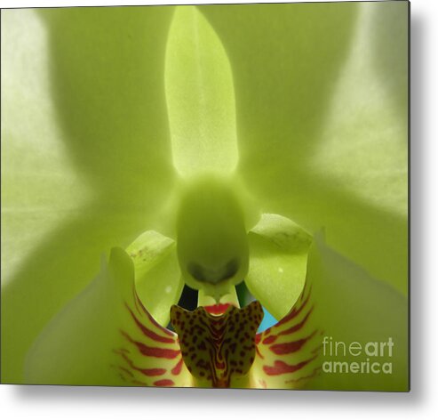 Orchid Metal Print featuring the photograph What Do You See by Kim Galluzzo Wozniak
