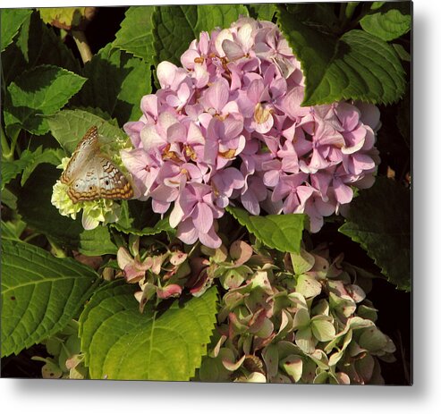 Floral Metal Print featuring the photograph White Peacock on Hydrangea by Peggy Urban