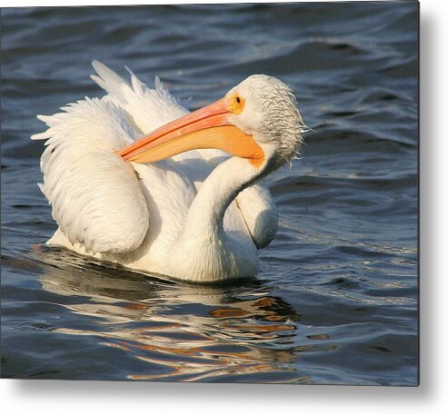 Adult Metal Print featuring the photograph White Pelican by Ira Runyan