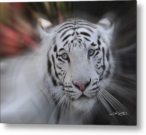 White Tiger Metal Print featuring the photograph White Tiger Zoomed 1 by Keith Lovejoy