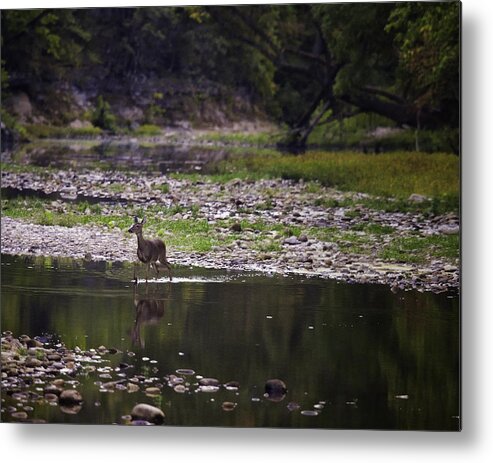 Doe Metal Print featuring the photograph Whitetail Doe Crossing the Buffalo at Ponca by Michael Dougherty