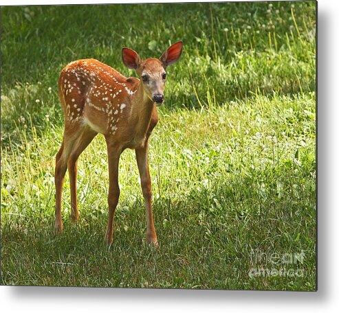 Deer Metal Print featuring the photograph Whitetail Fawn by Clare VanderVeen