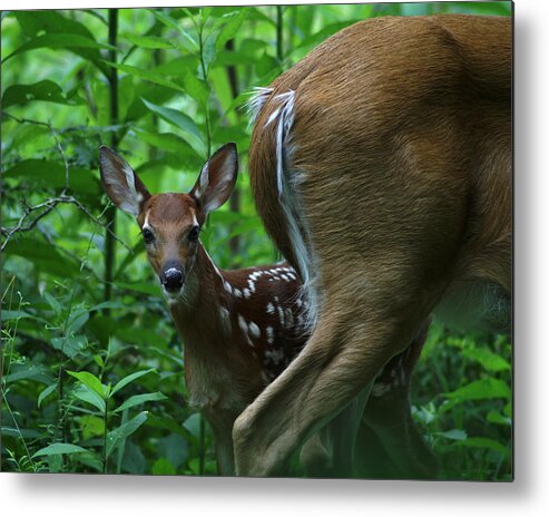 Deer Metal Print featuring the photograph Whitetail Fawn by TnBackroadsPhotos 
