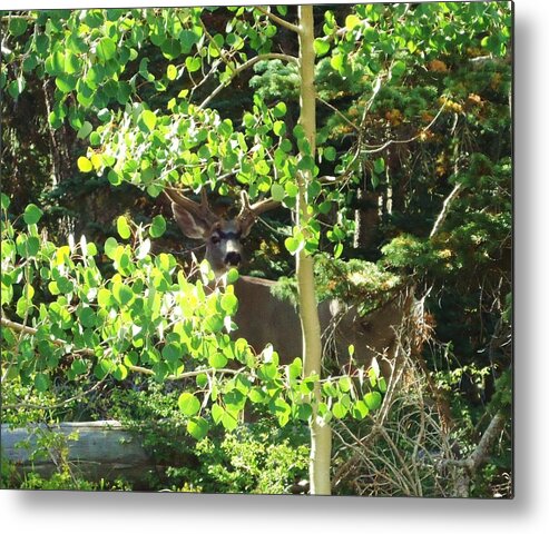 Animals Metal Print featuring the photograph Wild Deer by Lois Rivera