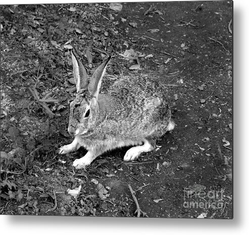 Artoffoxvox Metal Print featuring the photograph Wild Rabbit Photograph by Kristen Fox