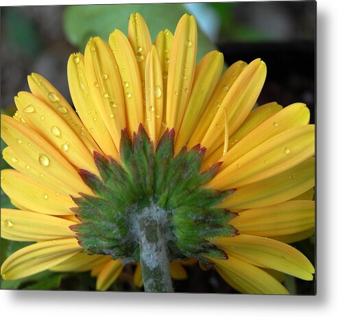 Flowers Metal Print featuring the photograph Water drops on Gerbera Daisy by Amy Fose