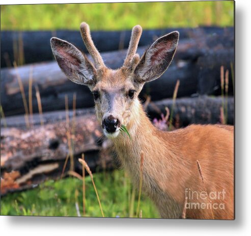 Deer Metal Print featuring the photograph After the Fire #1 by Roxie Crouch
