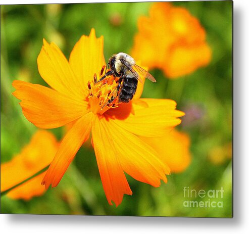 Flower Metal Print featuring the photograph Busy Bee #1 by DazzleMe Photography
