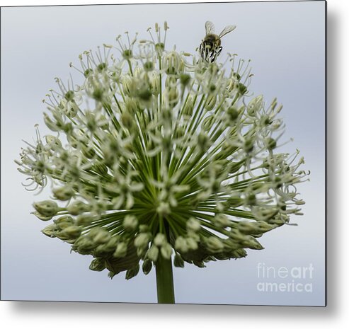 Flower Metal Print featuring the photograph Busy Bee #2 by Nick Boren