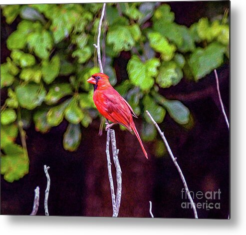 Nature Metal Print featuring the painting Cardinal Twigging a Break by DB Hayes