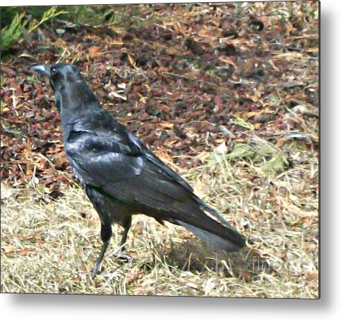 Crow Metal Print featuring the photograph Crow by 'REA' Gallery