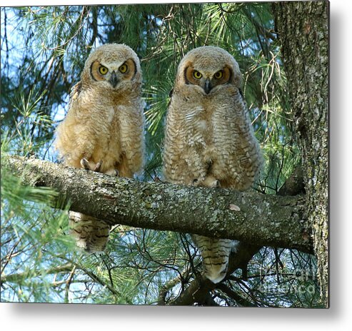 Owlets Metal Print featuring the photograph Double Trouble #1 by Heather King