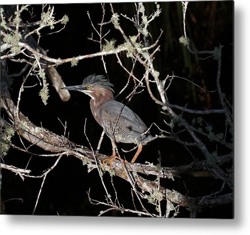 Green Heron Metal Print featuring the photograph Green Heron #1 by Doris Potter