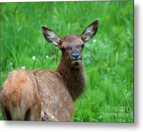 Elk Metal Print featuring the photograph Green Pastures #1 by Jim Garrison