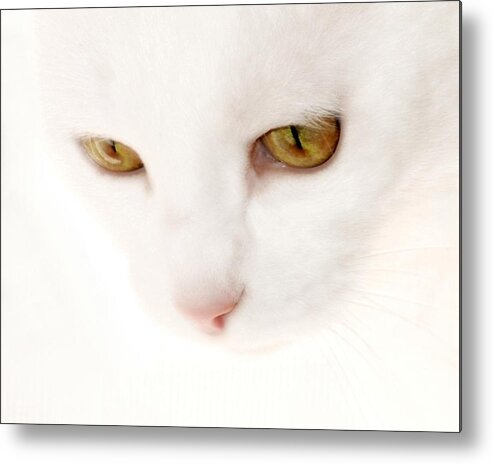Cat Portraits Metal Print featuring the photograph Heavenly Angel by Angie Tirado