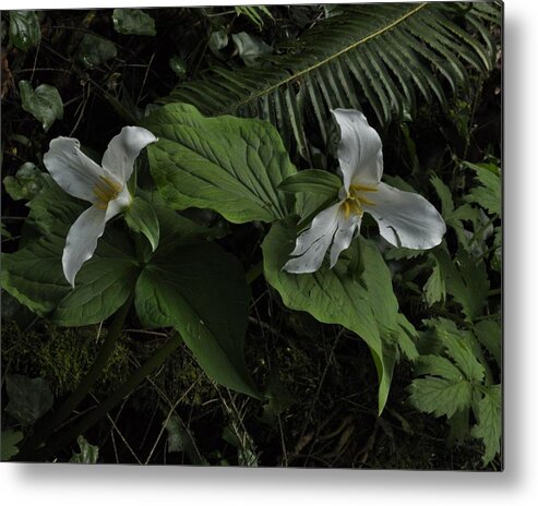 Flowers Metal Print featuring the photograph Hidden Beauty #1 by Charles Lucas