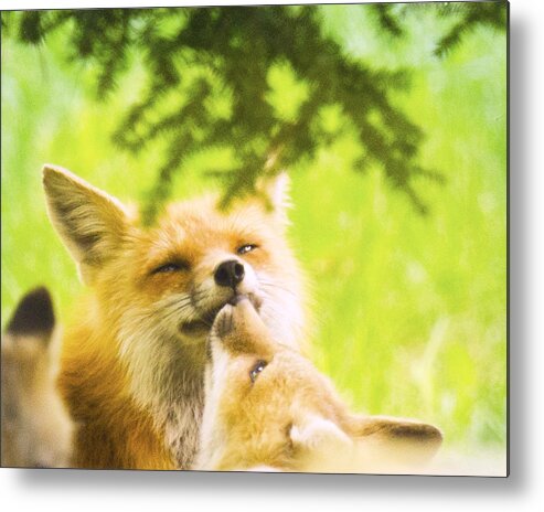 Red Foxes Metal Print featuring the photograph Love and Kisses #1 by Kristin Hatt