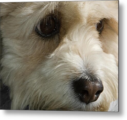 Dog Metal Print featuring the photograph Lucy #2 by Sarah McKoy