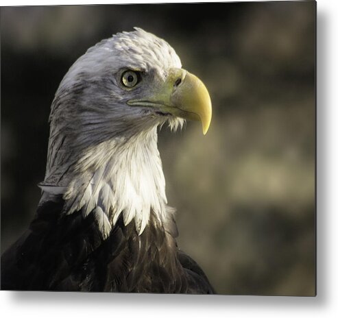 Bird Metal Print featuring the photograph Majestic #1 by Kevin Senter