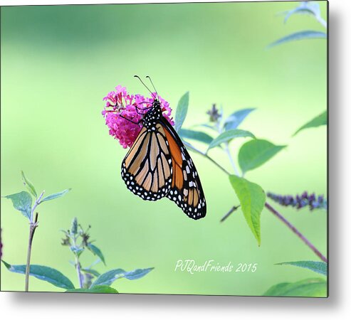 Monarch Butterfly On Butterfly Bush Metal Print featuring the photograph Monarch Butterfly #1 by PJQandFriends Photography