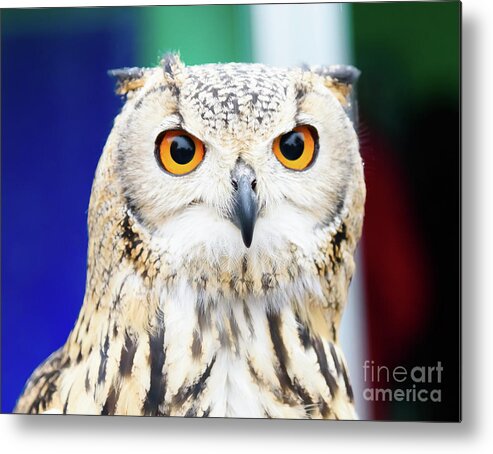 Owl Metal Print featuring the photograph Owl #1 by Colin Rayner