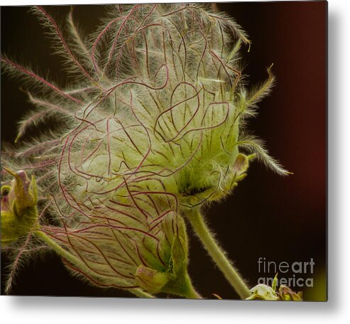 Red Metal Print featuring the photograph Quirky Red Squiggly Flower 3 by Christy Garavetto
