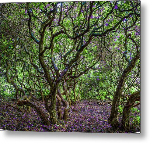 Rhododendron Metal Print featuring the photograph Rhododendron #1 by Elmer Jensen
