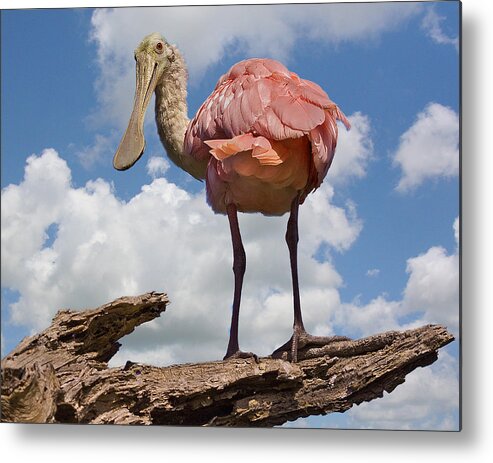 Roseate Spoonbill Metal Print featuring the photograph Roseate Spoonbill #1 by Larry Linton