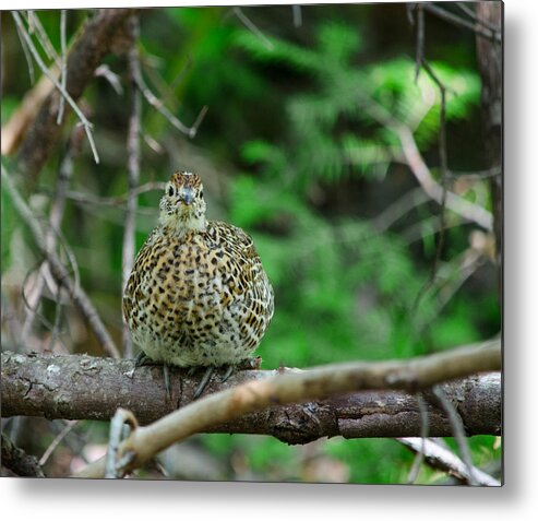 Spruce Grouse Metal Print featuring the photograph Spruce Grouse #1 by James Petersen
