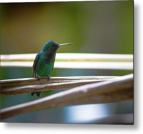 Birds Metal Print featuring the photograph Steely-Vented Hummingbird Quindio Colombia #1 by Adam Rainoff