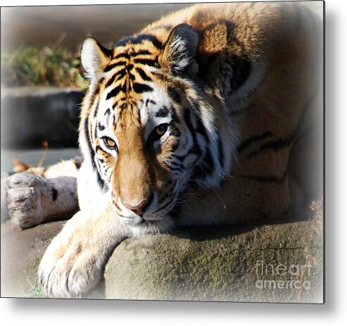 Tiger Metal Print featuring the photograph Tiger at Cleveland Zoo #1 by Lila Fisher-Wenzel