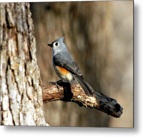 Nature Metal Print featuring the photograph Tufted Titmouse on Branch by Sheila Brown