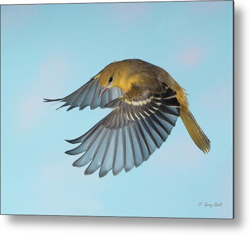Nature Metal Print featuring the photograph Watching #2 by Gerry Sibell