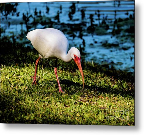 Hilton Head Metal Print featuring the photograph White Ibis #1 by Thomas Marchessault