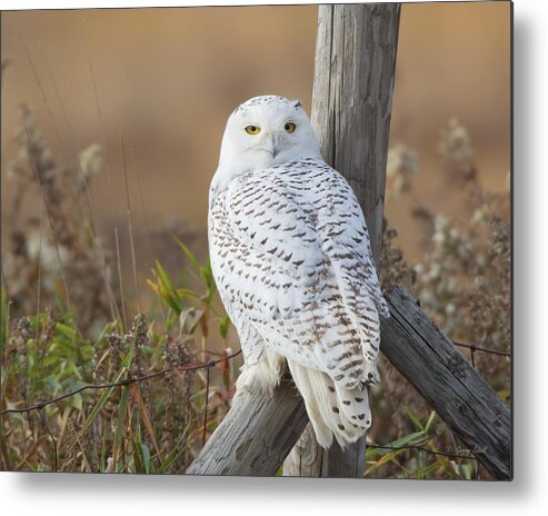 Nature Metal Print featuring the photograph Whoo Are You #1 by Gerry Sibell