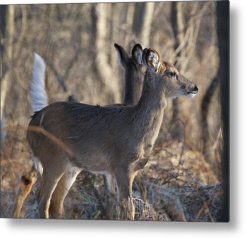 Animal Metal Print featuring the photograph Wild Deer #1 by Paul Ross
