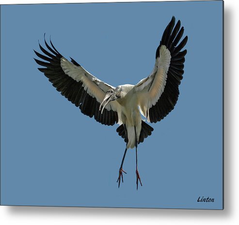 Wood Stork Metal Print featuring the photograph Wood Stork #1 by Larry Linton