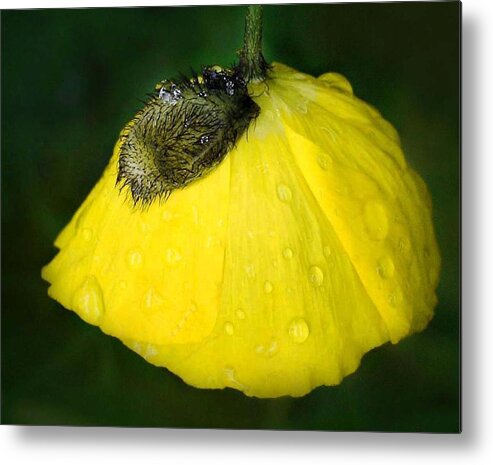 Poppy Metal Print featuring the photograph Yellow Poppy #1 by Marilynne Bull
