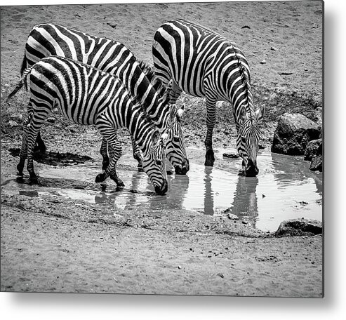 Zebras Metal Print featuring the photograph Zebras at the Watering Hole #1 by Marion McCristall